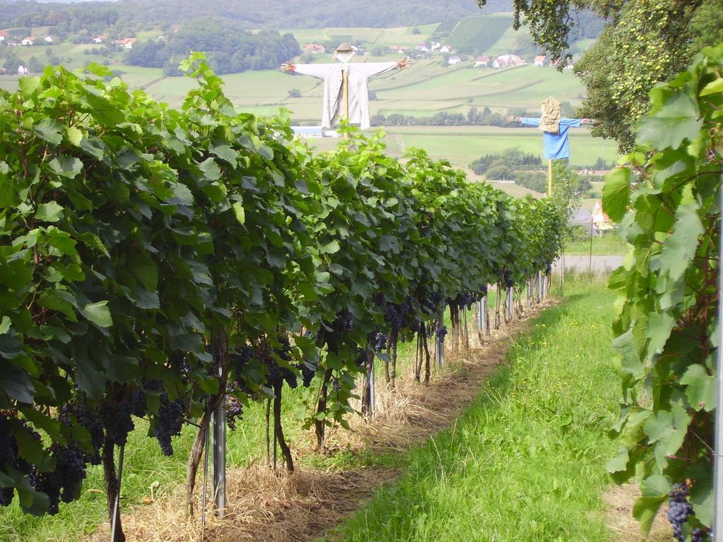 Appartement Weingut Schoberhof Bad Gleichenberg Szoba fotó