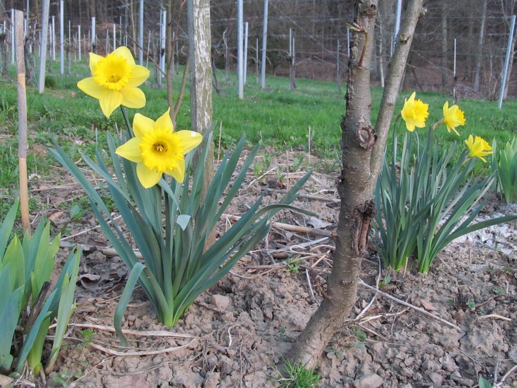 Appartement Weingut Schoberhof Bad Gleichenberg Szoba fotó